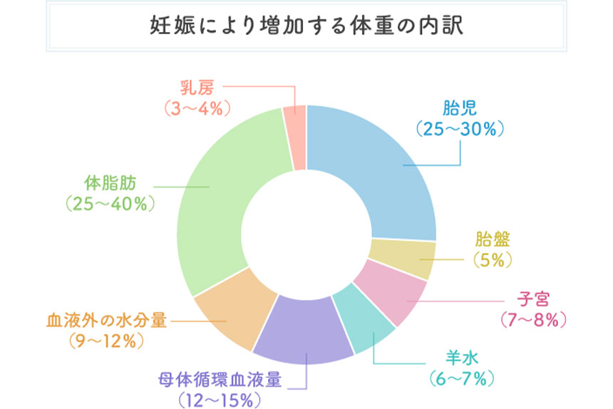 妊娠により増加する体重の内訳